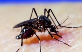 Dengue: Diferencias entre primera y segunda infección, y qué hacer ante la aparición de síntomas