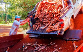 Se procesaron cien millones de kilos de mandioca: La producción en la provincia de Misiones creció un 65% en 2024