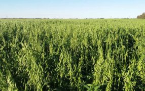 Desarrollan una nueva avena adaptable a diferentes ambientes productivos