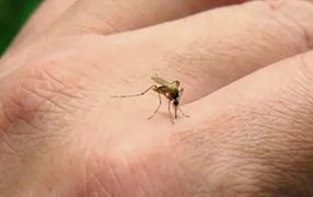 Confirmaron el primer caso de Dengue en el fútbol argentino