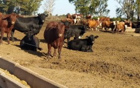 Probióticos: Insumos clave para una ganadería más eficiente