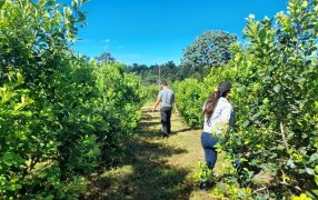 Siguiendo técnicas del INYM, productores afectados por granizo recuperan yerbales
