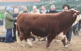 Un Hereford "Místico" fue el primer animal en ingresar a La Rural de Palermo