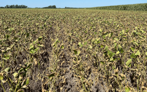 Sequía de negocios: Cinco datos elocuentes sobre los daños del derrumbe productivo