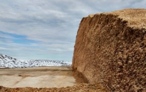 ¿La fermentación deficiente del ensilaje está degradando los aminoácidos?