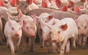 Crece 7% la producción porcina en el primer cuatrimestre
