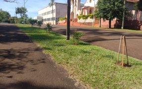 Apóstoles: Importante Plan de Arborización Urbana en el Municipio, con la plantación y reposición de aproximadamente 500 plantines de especies nativas