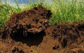 Más agricultura es igual a más carbono: La ecuación que da resultado en los suelos de la Pampa Ondulada