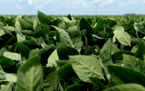 Aprueban una nueva soja transgénica que resiste al gusano causante del “quiste”