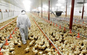 Alerta por la gripe aviar: Qué está haciendo el SENASA y cuál es el riesgo de que llegue a la Argentina