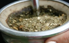Yerba mate para almacenar energía: El hallazgo argentino que abre las puertas a una industria pujante