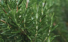 Más allá del sabor: Un estudio del INTA reveló el potencial del romero para diversos usos agronómicos