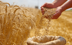 En el primer semestre, las exportaciones del agro generaron casi 4.000 millones de dólares más que en 2023