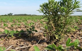 Las seis postas para un control eficiente de malezas