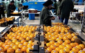 Crisis: El 90% de las economías regionales está con señales de alerta o “en rojo”, en Octubre, solo la yerba mate y el maní mostraron números favorables