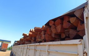 Misiones: Inspectores forestales detuvieron a un camión con una carga de 800 postes de la especie Urunday que eran transportados sin que el conductor contará con la documentación que avalara el origen de la madera