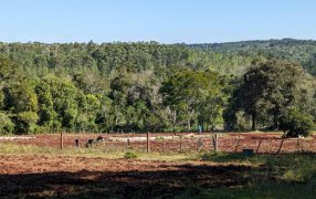 Poda y curvas a nivel en el Alto Uruguay, orientadas a mejorar la productividad yerbatera