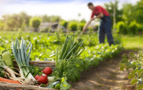 Impulsan la producción en las chacras misioneras, mediante iniciativas orientadas a fortalecer la producción, promover prácticas agroecológicas y mejorar la comercialización de productos locales