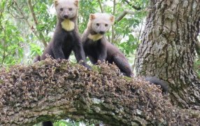 Ciencia Ciudadana para la conservación de la biodiversidad en el Chaco