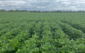 Un cultivo de especialidad supera techos de rendimiento de la mano de la nutrición: El manejo balanceado de nutrientes en poroto muestra incrementos de hasta 700 kilos por hectárea