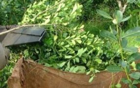 Conflicto en la yerba mate: Productores iniciaron un paro para que les suban el precio