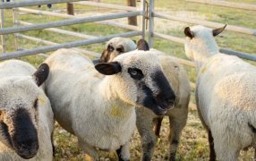 Misiones: Se realizó el primer remate de animales menores en la Cabaña La Armonía del Municipio de San José, con la participación de productores de la región