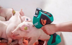 Vacunar sin aguja: Nueva innovación para la industria porcina