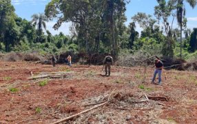 Policías impidieron la deforestación ilegal de un área nativa de Misiones