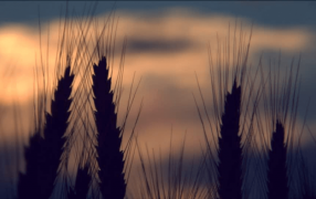 El retorno del frío, con fuertes heladas, vuelve a poner en alerta al trigo