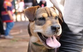 Posadas: Empieza este miércoles el primer relevamiento de animales de compañía para fortalecer políticas de salud