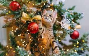 Llegan las fiestas: Cuánto cuesta este año armar el árbol de Navidad