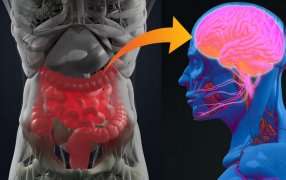¿Niebla mental?: Puede estar en tu intestino, los científicos siguen aprendiendo más sobre la conexión entre el cerebro y el sistema digestivo