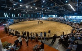 Tradición, emoción y pasión en una edición única de “Nuestros Caballos”: Con más de 45.000 visitantes culminó en La Rural de Palermo