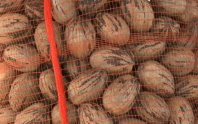 Un hito para la nuez pecán en Argentina: Desde Entre Ríos, partió la primera exportación a China