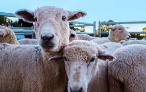 Misiones: La Cuenca Ovino-Caprina Zona Sur acordó un plan de trabajo para ordenar la producción y mejorar la comercialización