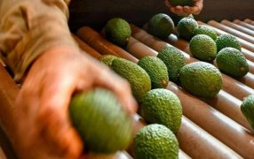 Apóstoles: Jornada de Capacitación sobre Cultivo de Palta, una propuesta destinada a productores, emprendedores interesados en incorporar nuevas alternativas productivas