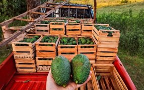 Productores misioneros de Palta Hass beneficiarios del Programa de Diversificación Tabacalera concretaron una venta conjunta a la provincia de Tucumán