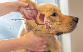 Uno de cada siete perros padece otitis: Cómo detectarla a tiempo y evitar complicaciones