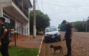 Jardín América: Hallaron un pitbull herido que deambulaba asustado desde la madrugada y buscan a su dueño, el can presentaba lesiones en la cabeza