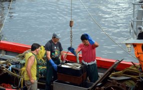 Un mar de oportunidades: La pesca crece fuerte y es el rubro de mayor expansión en la economía