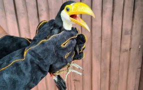 Posadas: Vecinos llamaron al 911 por un pichón de tucán en riesgo y la Policía de Misiones lo rescató