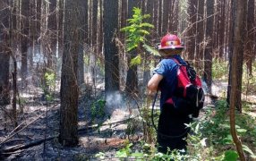 Bomberos controlaron un incendio de pinar en el Municipio misionero de Corpus Christi