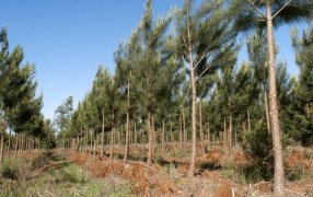 El NEA, con una “dinámica positiva”: El impulso de la bioenergía, el arroz, la yerba y la forestación