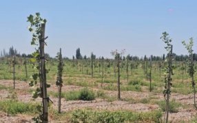 La demanda global crece más rápido que la oferta: Pistacho, una oportunidad estratégica para la Argentina