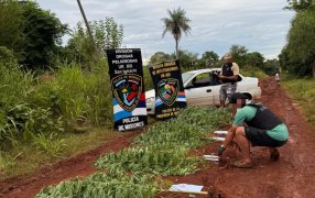 La Policía de Misiones detectó una plantación de marihuana oculta en un pinar en el Municipio de San Ignacio, los patrullajes continúan para determinar si habría más plantaciones en la zona