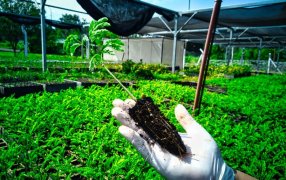 Misiones: Entregarán quinientos árboles nativos para la Promesa de Cuidado del Ambiente
