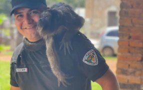 Misiones: Un mono carayá sorprendió a una familia y terminó rescatado en un barrio de la localidad de San José