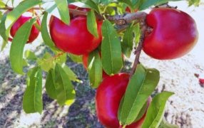 Pionero INTA: La nectarina nacida en San Pedro que resiste más de 47 días y tiene potencial exportador