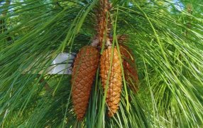 El INTA maximiza la productividad de pinos en la provincia de Misiones