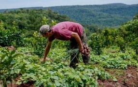 Adolfo Safrán: "Para apoyar al agro misionero en el mes de Junio comienza el Programa Provincial Ahora Chacra"